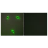 Immunofluorescence - Anti-KLHL3 Antibody (C11840) - Antibodies.com