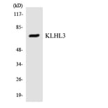 Western Blot - Anti-KLHL3 Antibody (R12-2956) - Antibodies.com
