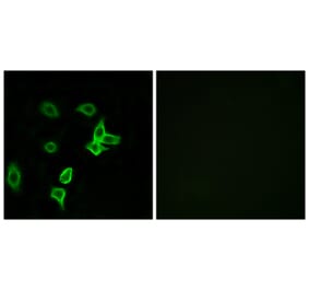 Immunofluorescence - Anti-KANK2 Antibody (C14496) - Antibodies.com