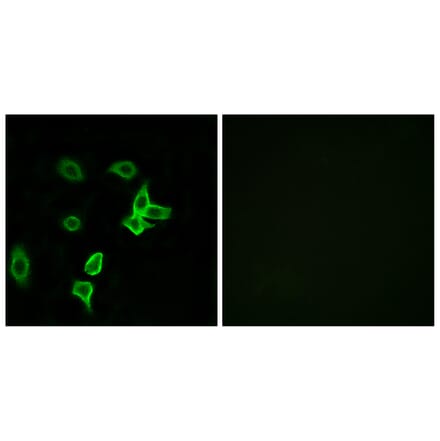 Immunofluorescence - Anti-KANK2 Antibody (C14496) - Antibodies.com