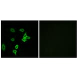 Immunofluorescence - Anti-KANK2 Antibody (C14496) - Antibodies.com