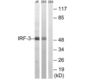 Western Blot - Anti-IRF-3 Antibody (B8203) - Antibodies.com