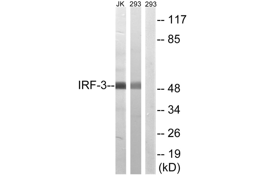 Western Blot - Anti-IRF-3 Antibody (B8203) - Antibodies.com