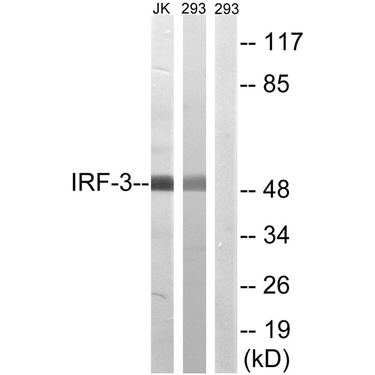 Western Blot - Anti-IRF-3 Antibody (B8203) - Antibodies.com