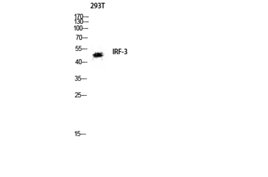 Western Blot - Anti-IRF-3 Antibody (B8203) - Antibodies.com