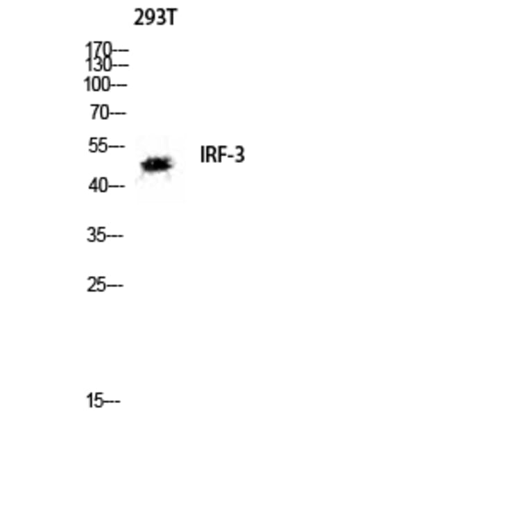 Western Blot - Anti-IRF-3 Antibody (B8203) - Antibodies.com