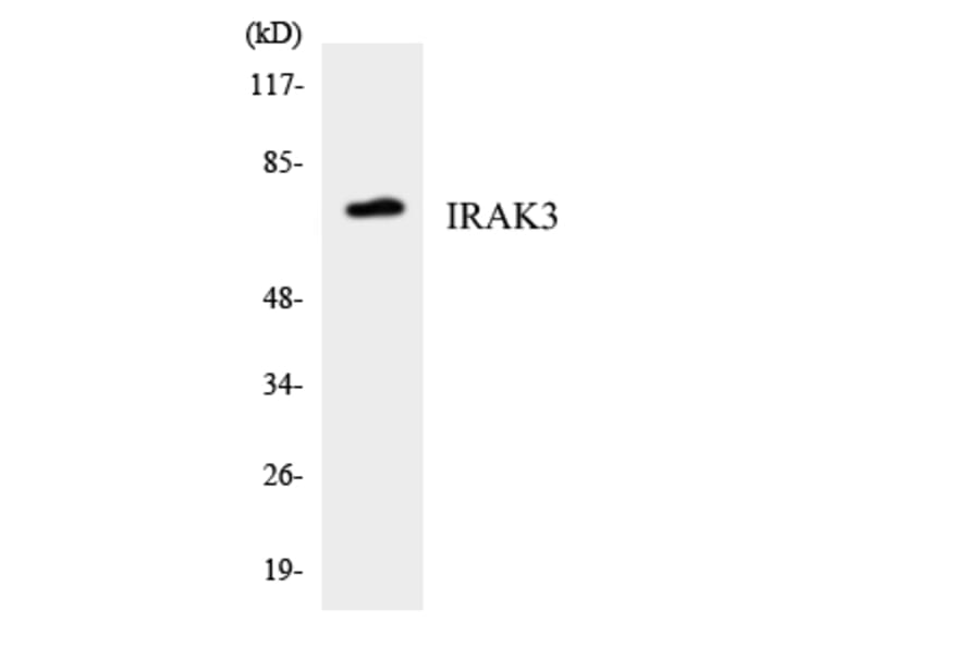 Western Blot - Anti-IRAK3 Antibody (R12-2934) - Antibodies.com