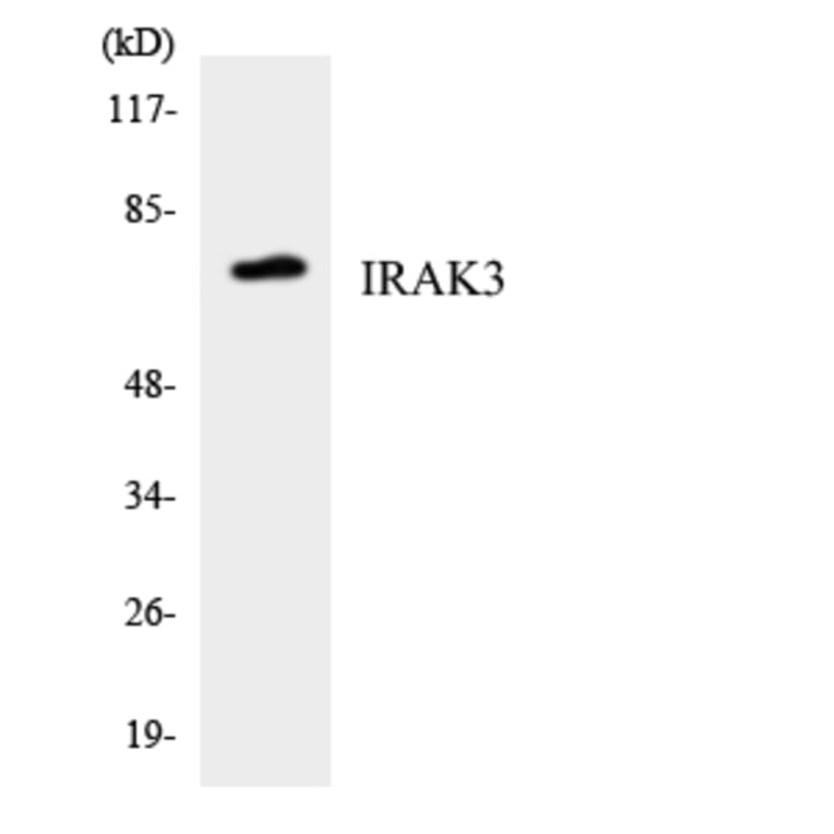 Western Blot - Anti-IRAK3 Antibody (R12-2934) - Antibodies.com