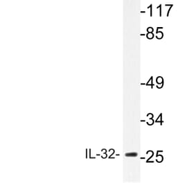 Western Blot - Anti-IL-32 Antibody (R12-2209) - Antibodies.com
