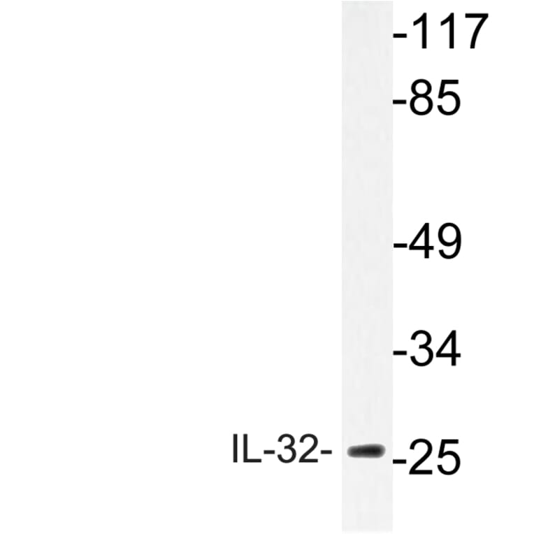 Western Blot - Anti-IL-32 Antibody (R12-2209) - Antibodies.com