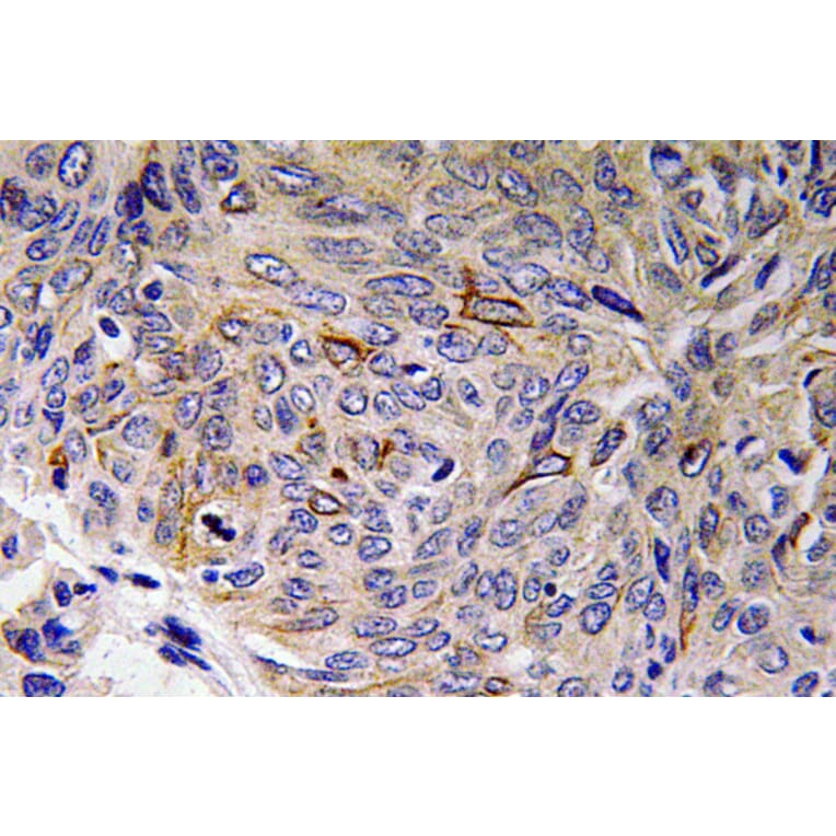 Immunohistochemistry - Anti-IL-32 Antibody (R12-2209) - Antibodies.com