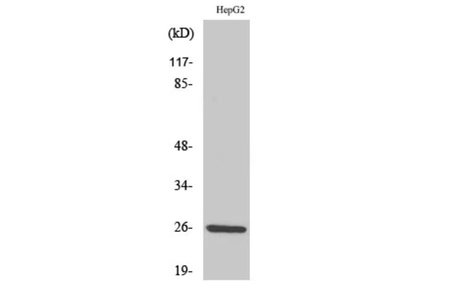 Western Blot - Anti-IL-32 Antibody (R12-2209) - Antibodies.com