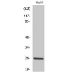 Western Blot - Anti-IL-32 Antibody (R12-2209) - Antibodies.com