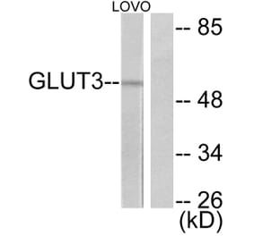 Western Blot - Anti-GLUT3 Antibody (C0214) - Antibodies.com