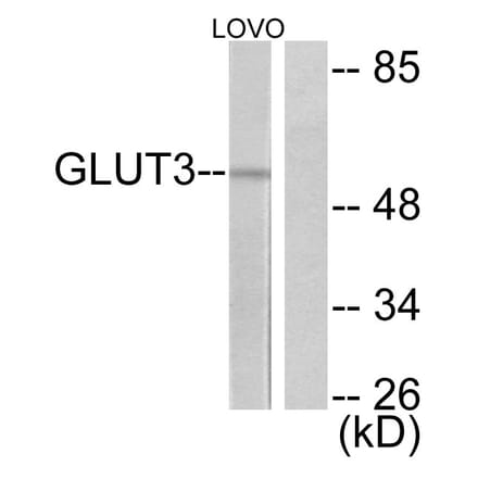 Western Blot - Anti-GLUT3 Antibody (C0214) - Antibodies.com