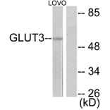 Western Blot - Anti-GLUT3 Antibody (C0214) - Antibodies.com