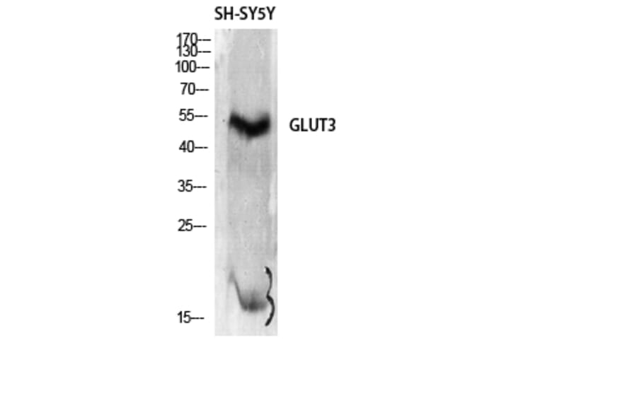 Western Blot - Anti-GLUT3 Antibody (C0214) - Antibodies.com
