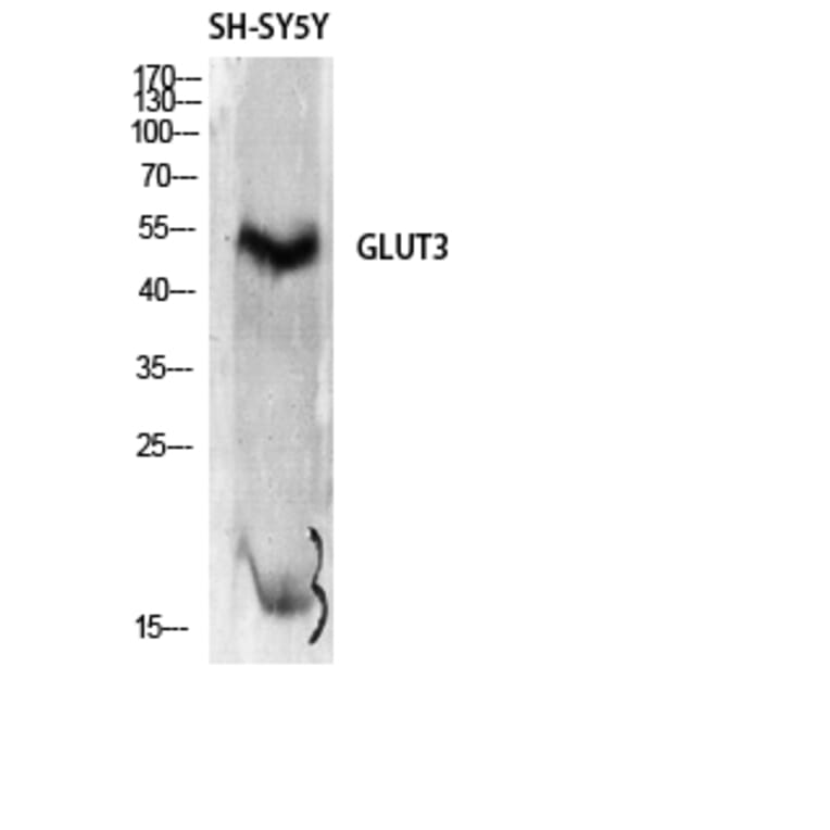 Western Blot - Anti-GLUT3 Antibody (C0214) - Antibodies.com