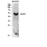 Western Blot - Anti-GLUT3 Antibody (C0214) - Antibodies.com