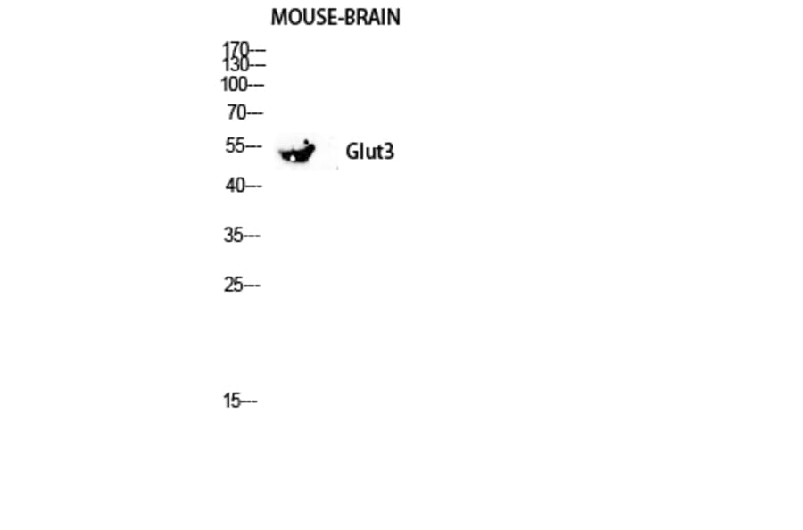 Western Blot - Anti-GLUT3 Antibody (C0214) - Antibodies.com