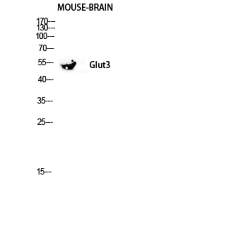 Western Blot - Anti-GLUT3 Antibody (C0214) - Antibodies.com