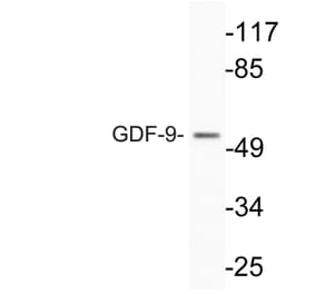 Western Blot - Anti-GDF-9 Antibody (R12-2162) - Antibodies.com