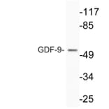 Western Blot - Anti-GDF-9 Antibody (R12-2162) - Antibodies.com