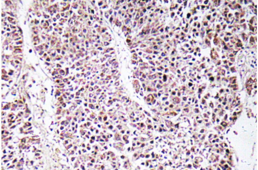 Immunohistochemistry - Anti-GDF-9 Antibody (R12-2162) - Antibodies.com