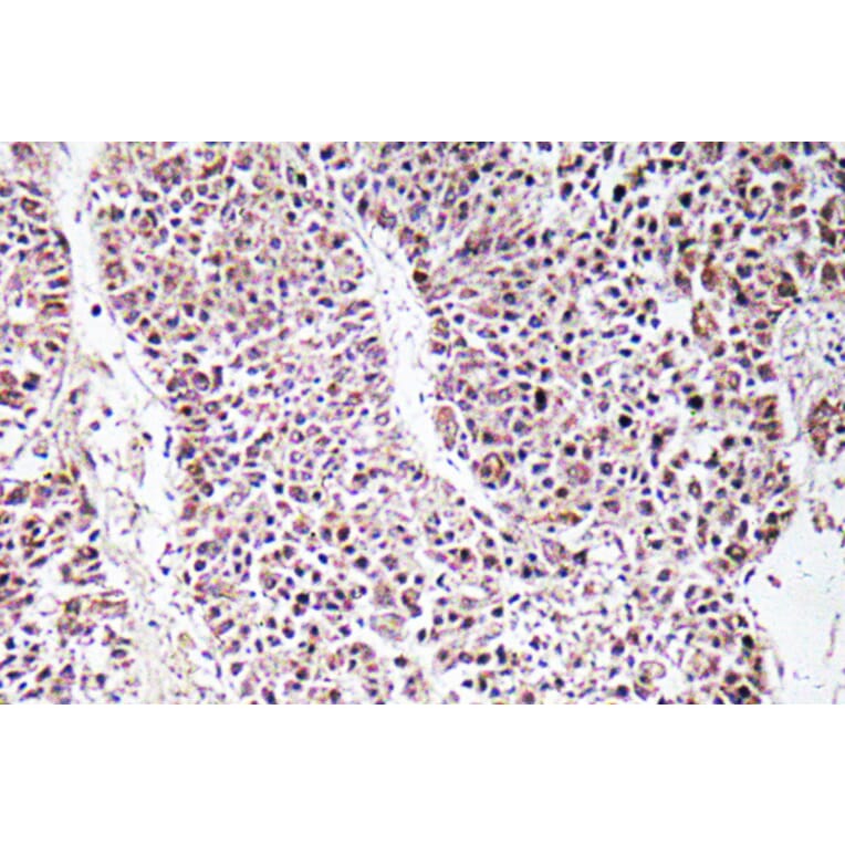 Immunohistochemistry - Anti-GDF-9 Antibody (R12-2162) - Antibodies.com