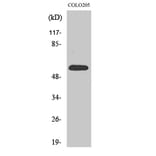 Western Blot - Anti-GDF-9 Antibody (R12-2162) - Antibodies.com