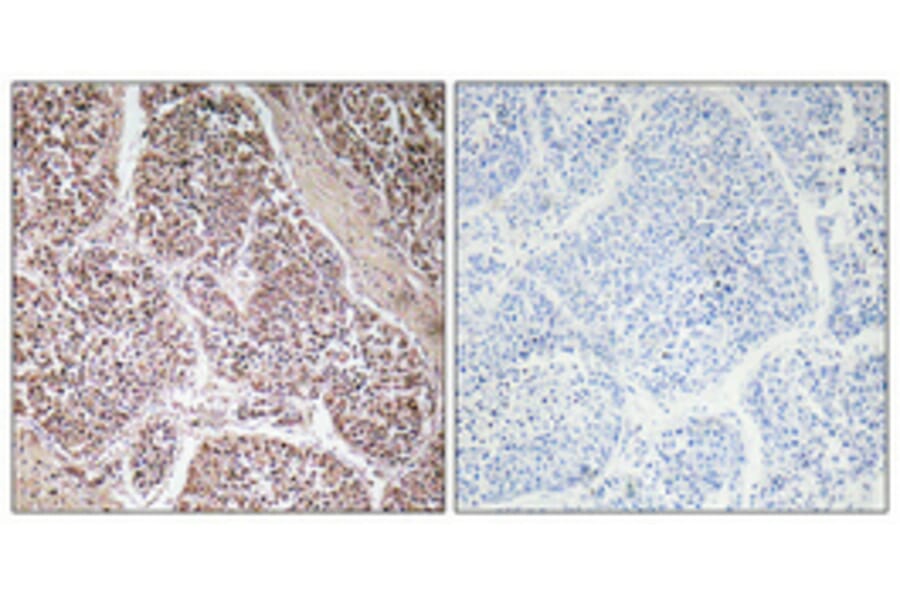 Immunohistochemistry - Anti-GDF-9 Antibody (R12-2162) - Antibodies.com