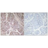 Immunohistochemistry - Anti-GDF-9 Antibody (R12-2162) - Antibodies.com