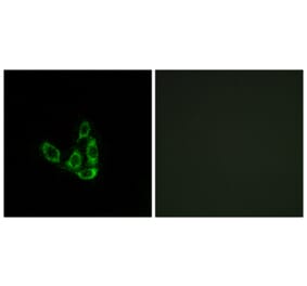 Immunofluorescence - Anti-GCNT3 Antibody (C14708) - Antibodies.com