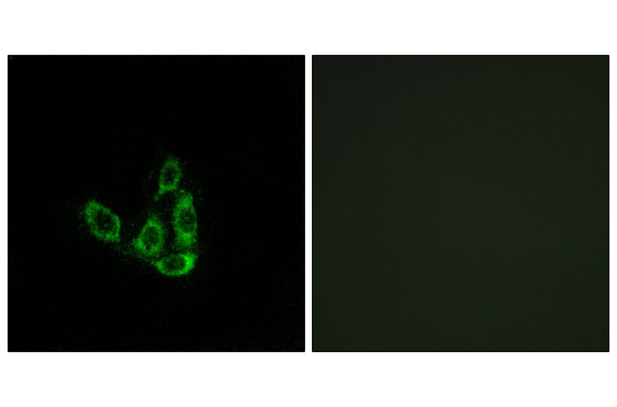 Immunofluorescence - Anti-GCNT3 Antibody (C14708) - Antibodies.com