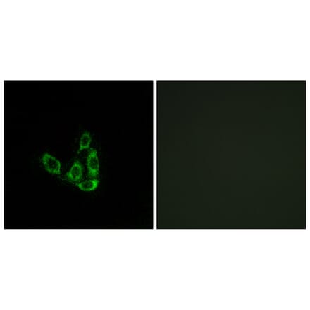 Immunofluorescence - Anti-GCNT3 Antibody (C14708) - Antibodies.com