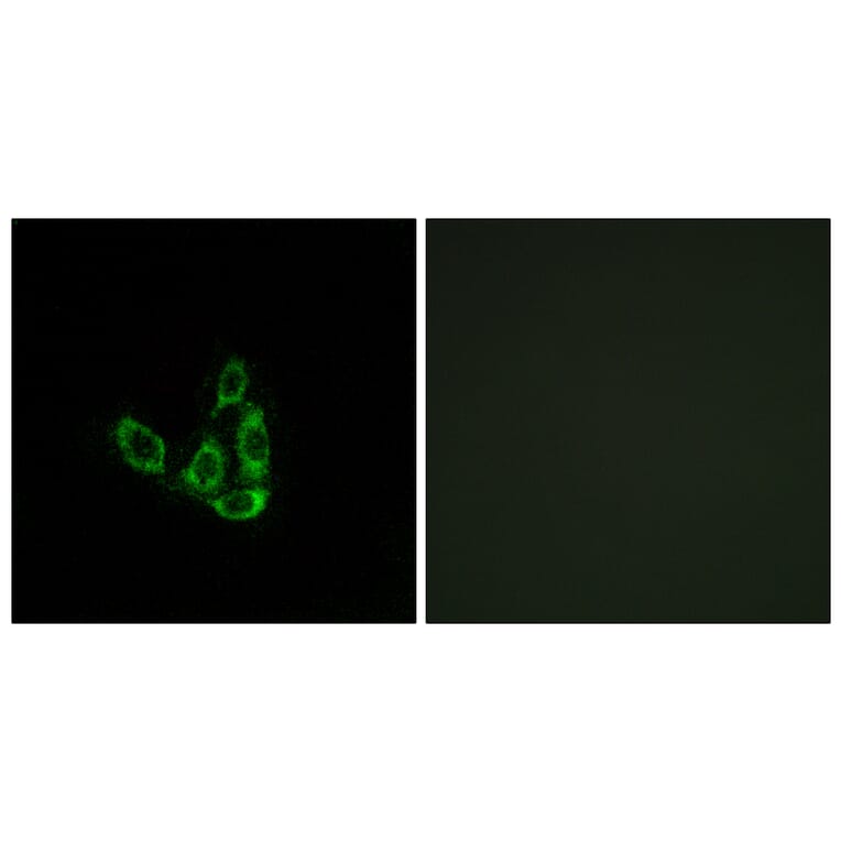 Immunofluorescence - Anti-GCNT3 Antibody (C14708) - Antibodies.com