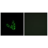Immunofluorescence - Anti-GCNT3 Antibody (C14708) - Antibodies.com