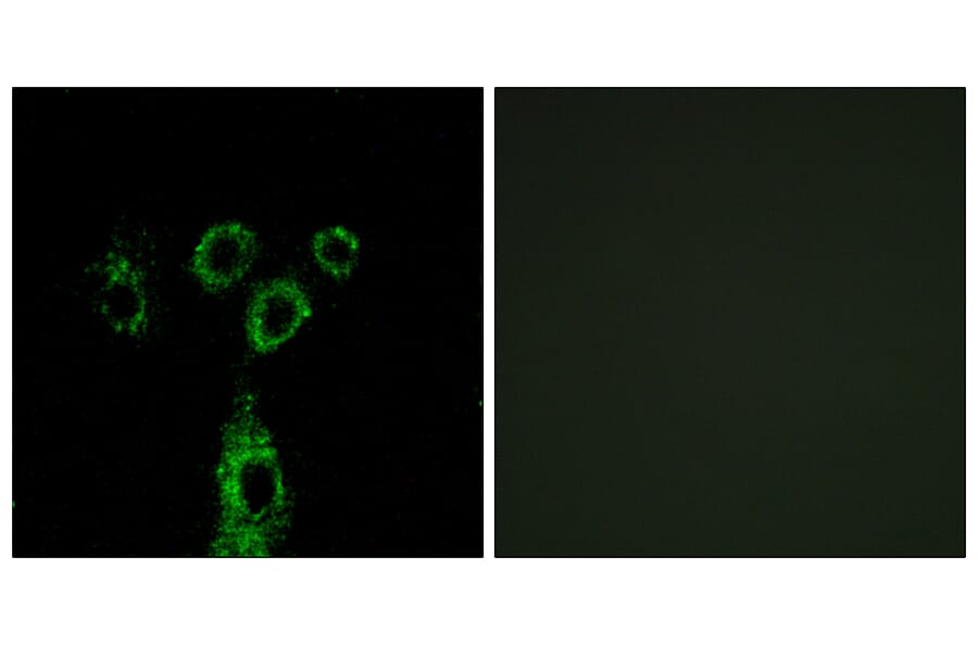 Immunofluorescence - Anti-GASP1 Antibody (C15957) - Antibodies.com