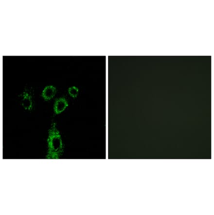 Immunofluorescence - Anti-GASP1 Antibody (C15957) - Antibodies.com