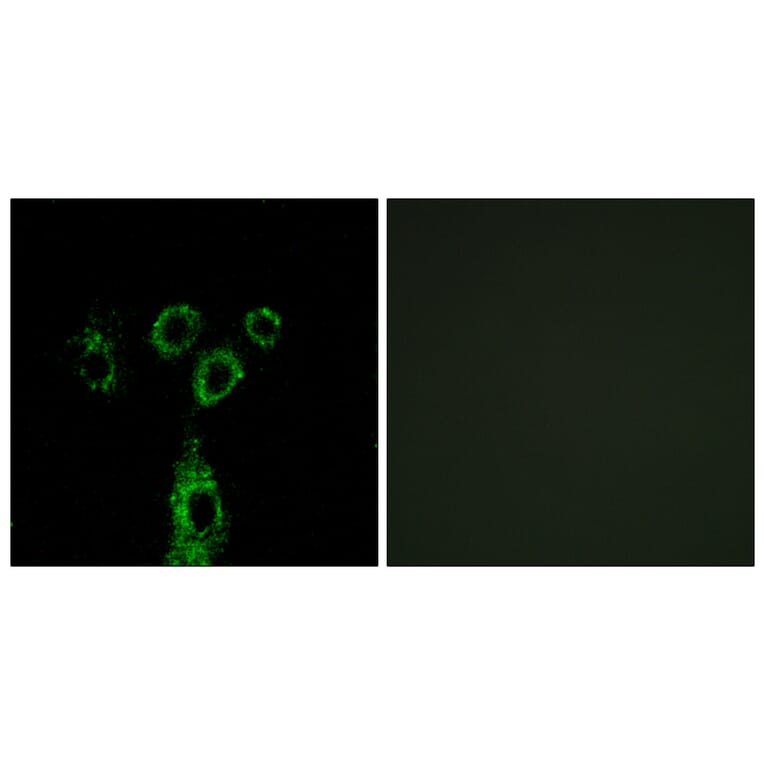 Immunofluorescence - Anti-GASP1 Antibody (C15957) - Antibodies.com