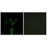 Immunofluorescence - Anti-GASP1 Antibody (C15957) - Antibodies.com