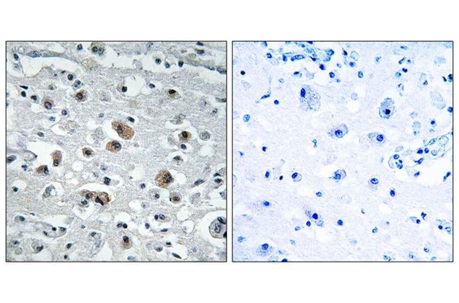 Immunohistochemistry - Anti-GASP1 Antibody (C15957) - Antibodies.com