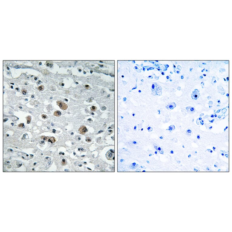 Immunohistochemistry - Anti-GASP1 Antibody (C15957) - Antibodies.com