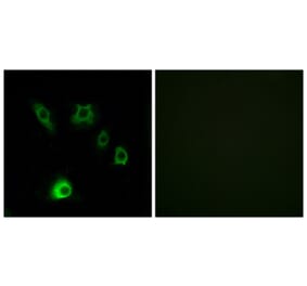 Immunofluorescence - Anti-FGF18 Antibody (C12364) - Antibodies.com