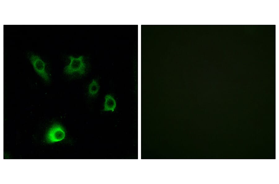 Immunofluorescence - Anti-FGF18 Antibody (C12364) - Antibodies.com