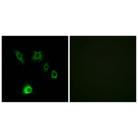 Immunofluorescence - Anti-FGF18 Antibody (C12364) - Antibodies.com