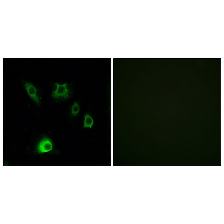 Immunofluorescence - Anti-FGF18 Antibody (C12364) - Antibodies.com