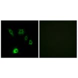 Immunofluorescence - Anti-FGF18 Antibody (C12364) - Antibodies.com