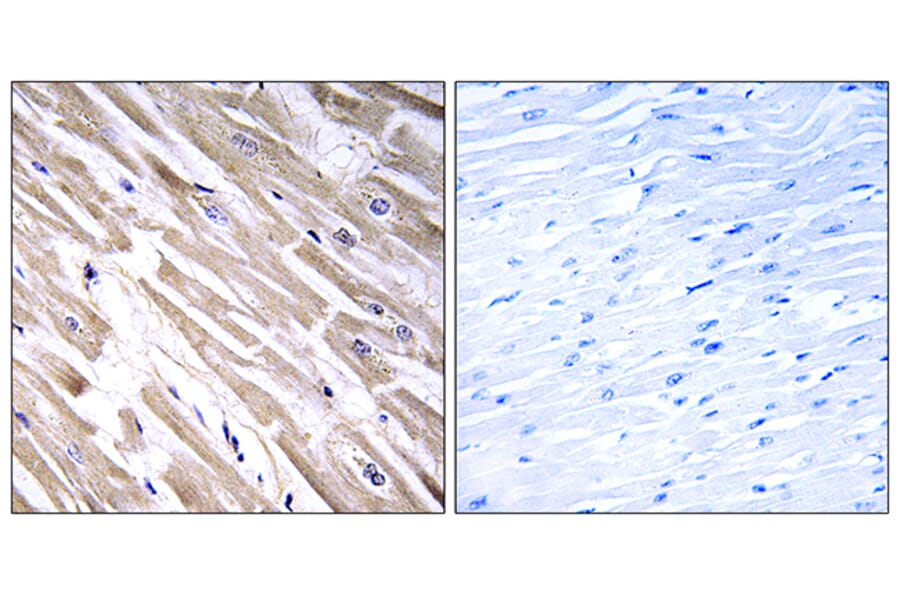 Immunohistochemistry - Anti-FGF18 Antibody (C12364) - Antibodies.com