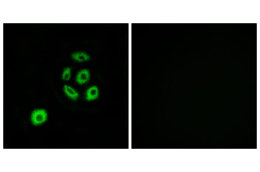 Immunofluorescence - Anti-FBLN2 Antibody (C15753) - Antibodies.com